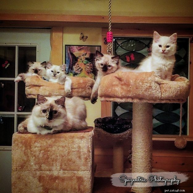 How to Identify a Trustworthy Cat Breeder: Bette Willette Shares Expert Tips