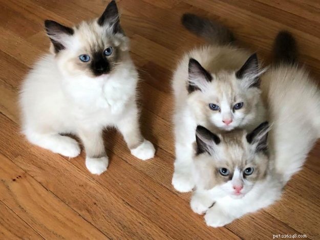 How to Identify a Trustworthy Cat Breeder: Bette Willette Shares Expert Tips