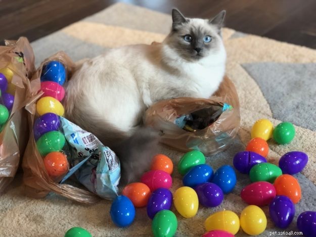 How to Identify a Trustworthy Cat Breeder: Bette Willette Shares Expert Tips