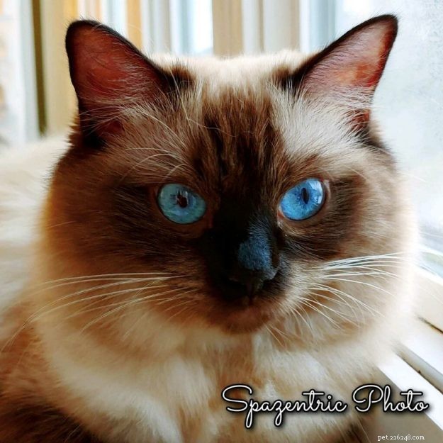 How to Identify a Trustworthy Cat Breeder: Bette Willette Shares Expert Tips