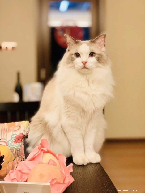 How to Identify a Trustworthy Cat Breeder: Bette Willette Shares Expert Tips