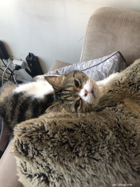Tiger Lily: Meet Our 13-Year-Old Persian-Tabby Companion
