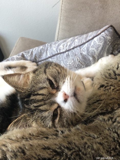 Tiger Lily: Meet Our 13-Year-Old Persian-Tabby Companion