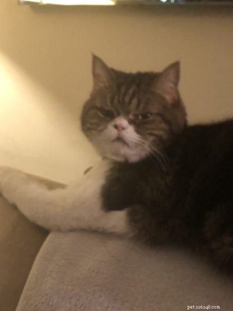 Tiger Lily: Meet Our 13-Year-Old Persian-Tabby Companion