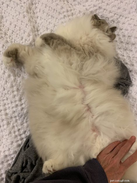 Male Cats and Nipples: What Every Owner Should Know