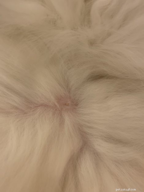 Male Cats and Nipples: What Every Owner Should Know