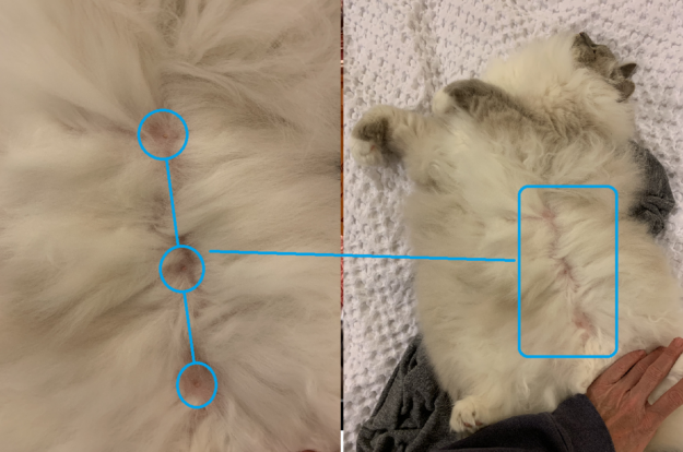 Male Cats and Nipples: What Every Owner Should Know