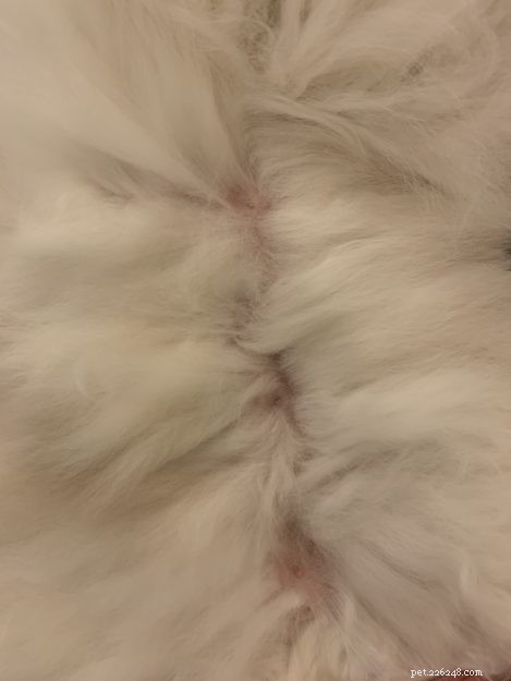 Male Cats and Nipples: What Every Owner Should Know