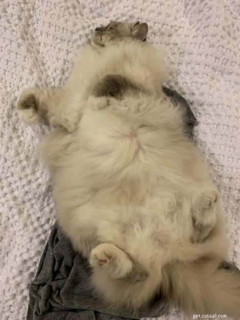 Male Cats and Nipples: What Every Owner Should Know