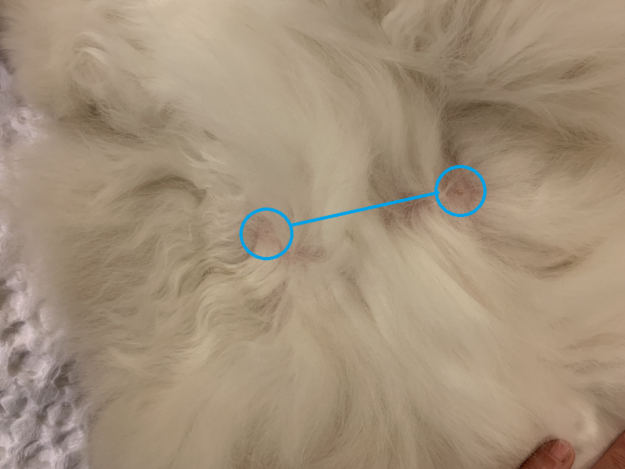 Male Cats and Nipples: What Every Owner Should Know