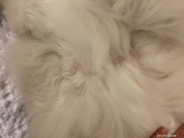 Male Cats and Nipples: What Every Owner Should Know