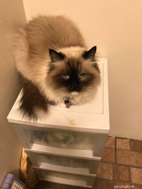Meet Princey: The 19‑Year‑Old Ragdoll Cat of the Week