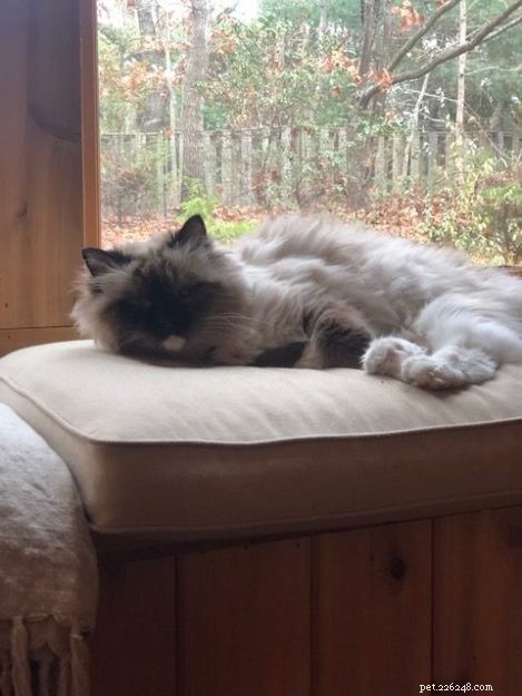 Meet Princey: The 19‑Year‑Old Ragdoll Cat of the Week