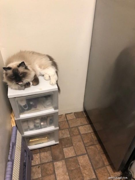 Meet Princey: The 19‑Year‑Old Ragdoll Cat of the Week