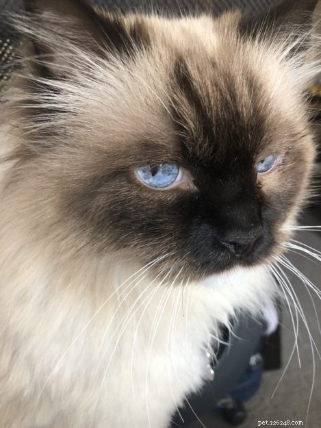 Meet Princey: The 19‑Year‑Old Ragdoll Cat of the Week