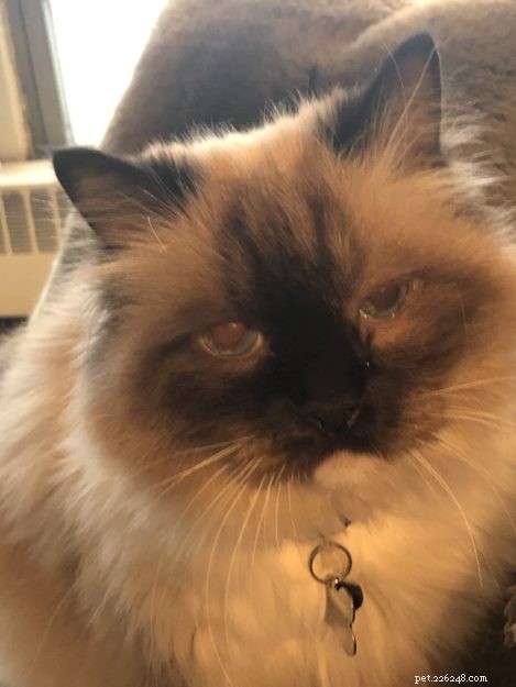 Meet Princey: The 19‑Year‑Old Ragdoll Cat of the Week