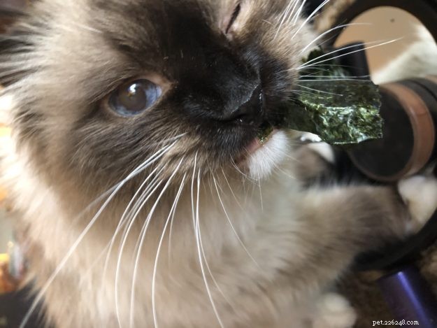 Meet Princey: The 19‑Year‑Old Ragdoll Cat of the Week