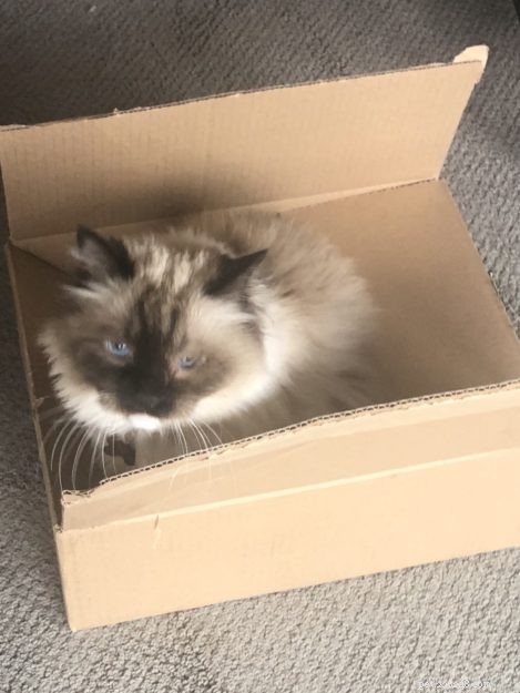 Meet Princey: The 19‑Year‑Old Ragdoll Cat of the Week