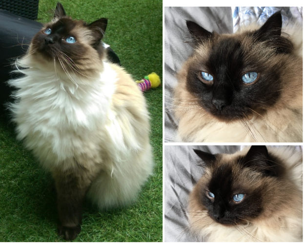 Ragdoll vs. Siamese Cats: What Sets Them Apart