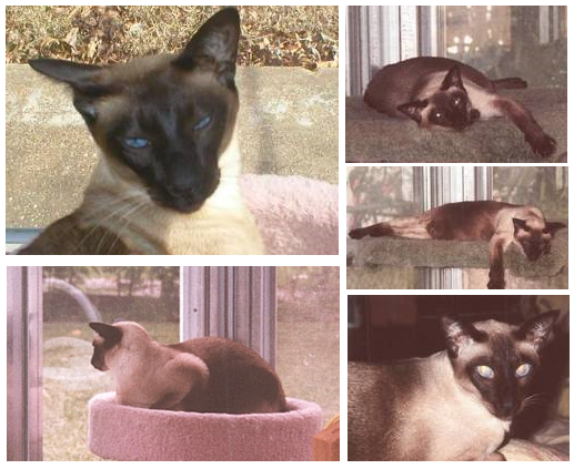 Ragdoll vs. Siamese Cats: What Sets Them Apart