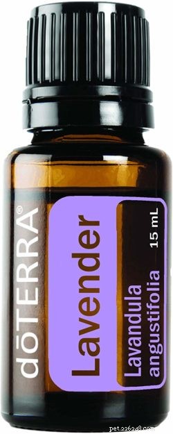 Interview with Dr. Sarah Brandon, DVM: Expert Insights on Essential Oils for Cats