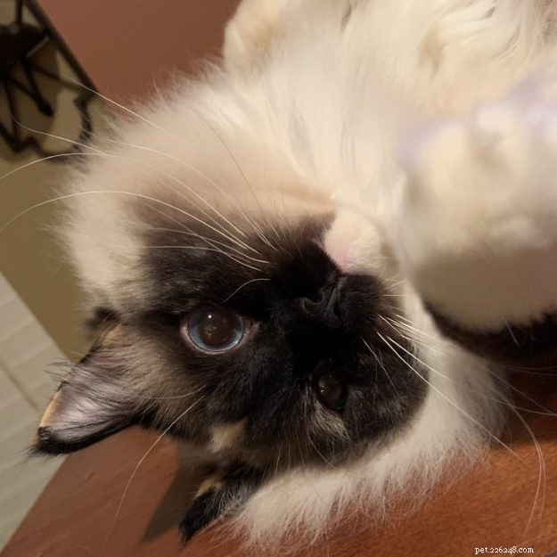 Meet Penelope Blue: The Adorable Ragdoll Cat of the Week