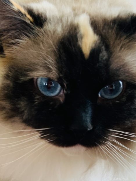 Meet Penelope Blue: The Adorable Ragdoll Cat of the Week