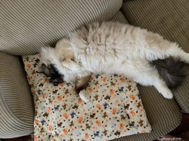 Meet Penelope Blue: The Adorable Ragdoll Cat of the Week