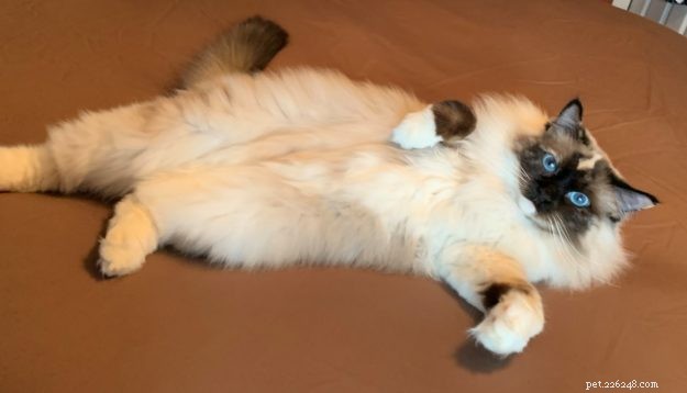 Meet Penelope Blue: The Adorable Ragdoll Cat of the Week
