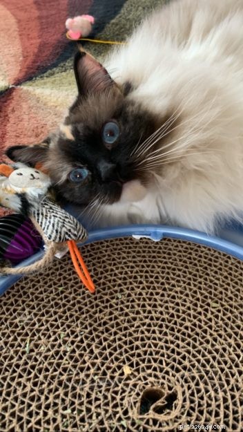 Meet Penelope Blue: The Adorable Ragdoll Cat of the Week