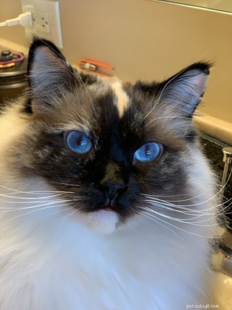 Meet Penelope Blue: The Adorable Ragdoll Cat of the Week