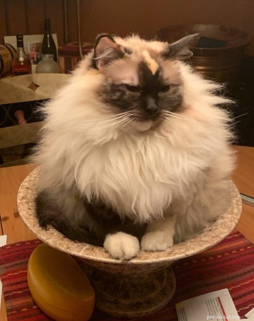 Meet Penelope Blue: The Adorable Ragdoll Cat of the Week