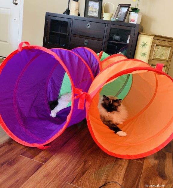 Meet Penelope Blue: The Adorable Ragdoll Cat of the Week