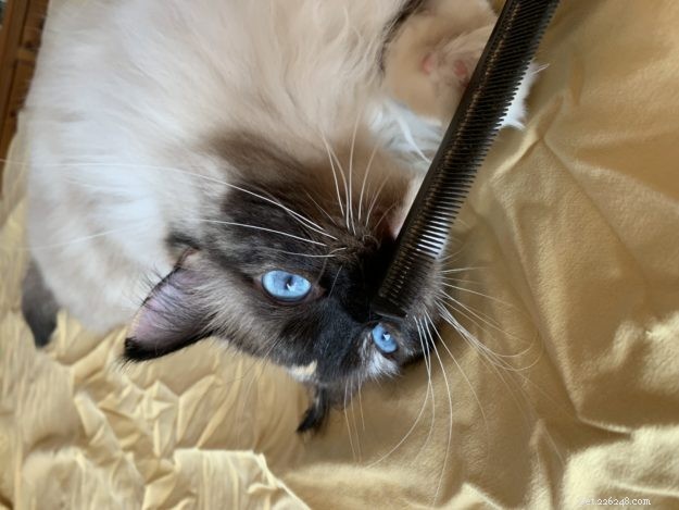 Meet Penelope Blue: The Adorable Ragdoll Cat of the Week