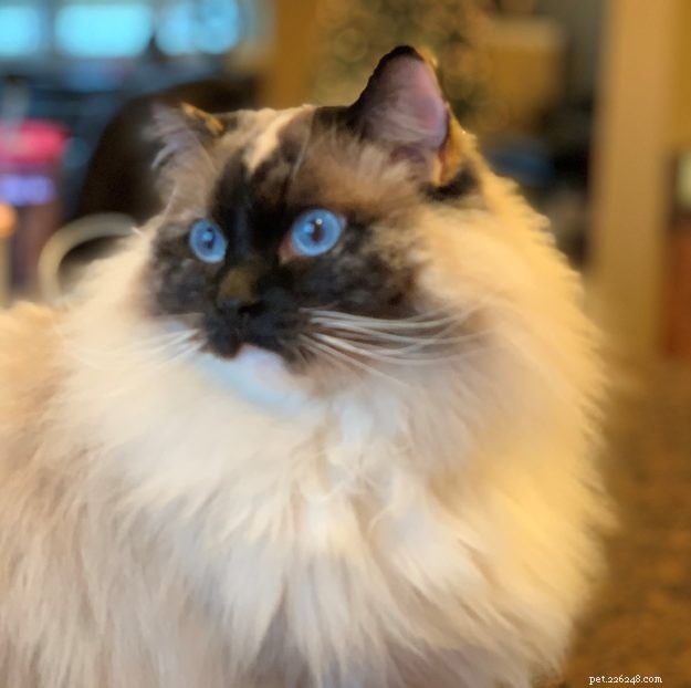 Meet Penelope Blue: The Adorable Ragdoll Cat of the Week