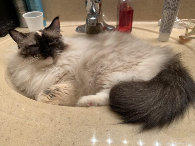 Meet Penelope Blue: The Adorable Ragdoll Cat of the Week