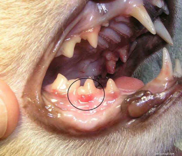 Cat Dental Care Masterclass: Dr. Sarah Brandon, DVM Reveals Holistic Techniques