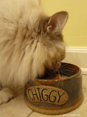 Expert Feline Nutrition Guide: Dr. Sarah Brandon on Cats  Ideal Diet