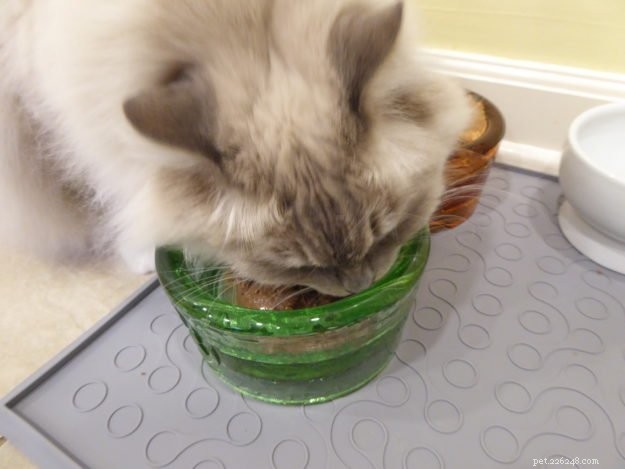 Expert Feline Nutrition Guide: Dr. Sarah Brandon on Cats  Ideal Diet