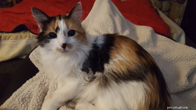 Expert Feline Nutrition Guide: Dr. Sarah Brandon on Cats  Ideal Diet