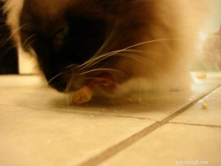 Expert Feline Nutrition Guide: Dr. Sarah Brandon on Cats  Ideal Diet