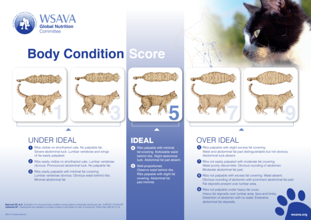 Expert Feline Nutrition Guide: Dr. Sarah Brandon on Cats  Ideal Diet