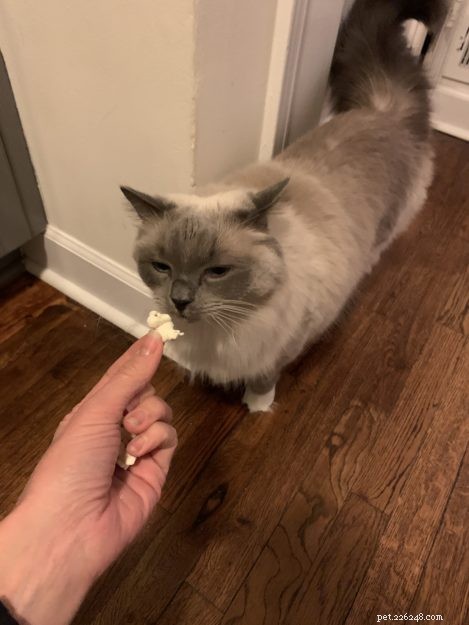 Is Popcorn Safe for Cats? Expert Guide to Feeding Popcorn to Your Feline