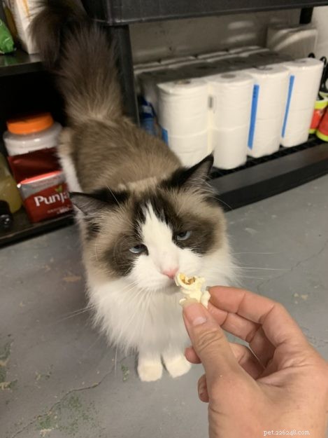 Is Popcorn Safe for Cats? Expert Guide to Feeding Popcorn to Your Feline