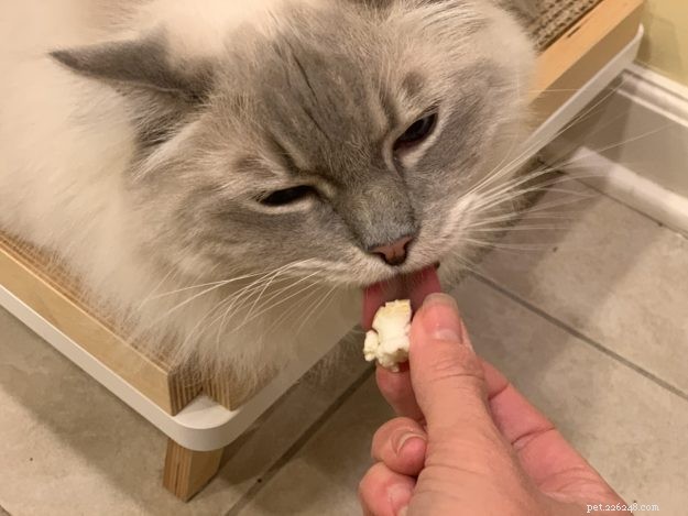 Is Popcorn Safe for Cats? Expert Guide to Feeding Popcorn to Your Feline