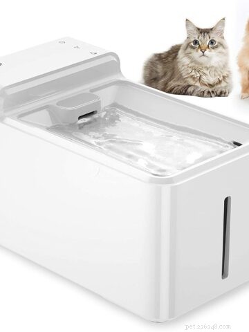 Is Popcorn Safe for Cats? Expert Guide to Feeding Popcorn to Your Feline