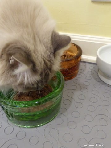 Is Popcorn Safe for Cats? Expert Guide to Feeding Popcorn to Your Feline