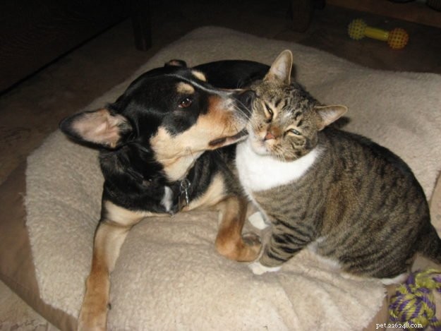Star: A Resilient Gray Tabby’s Journey from Rescue to Recovery