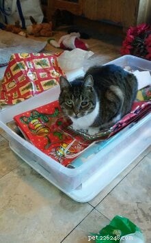 Star: A Resilient Gray Tabby’s Journey from Rescue to Recovery