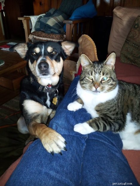 Star: A Resilient Gray Tabby’s Journey from Rescue to Recovery